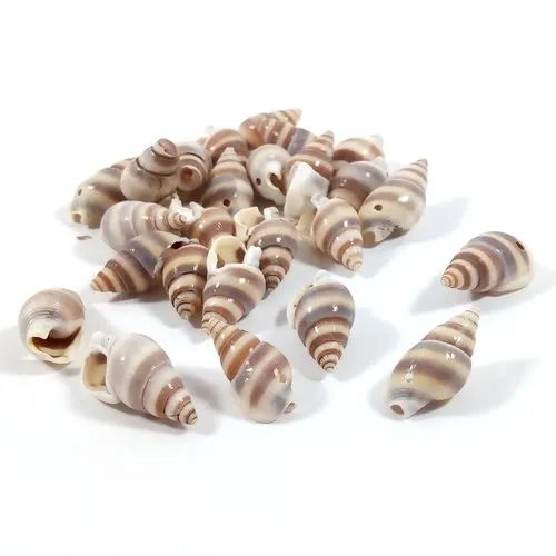 50 coquillages buccins rayés 17/21 mm